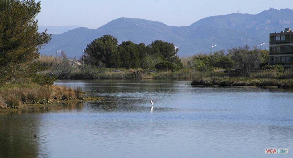 33 - Un héron dans le marais de Saint-Aygulf