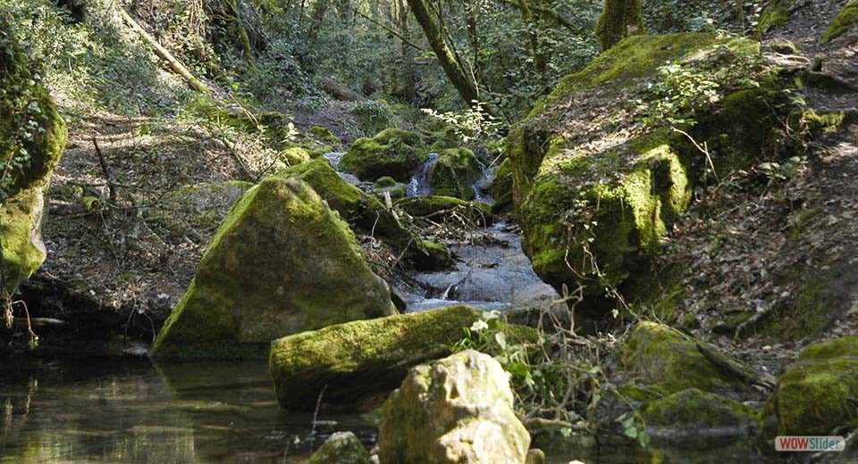 22 - Sous-bois dans la mousse, Cascade à Bagnols en forêt